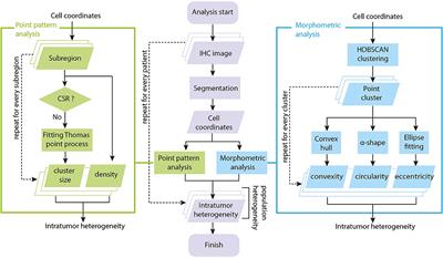 Quantitative Characterization of CD8+ T Cell Clustering and Spatial Heterogeneity in Solid Tumors